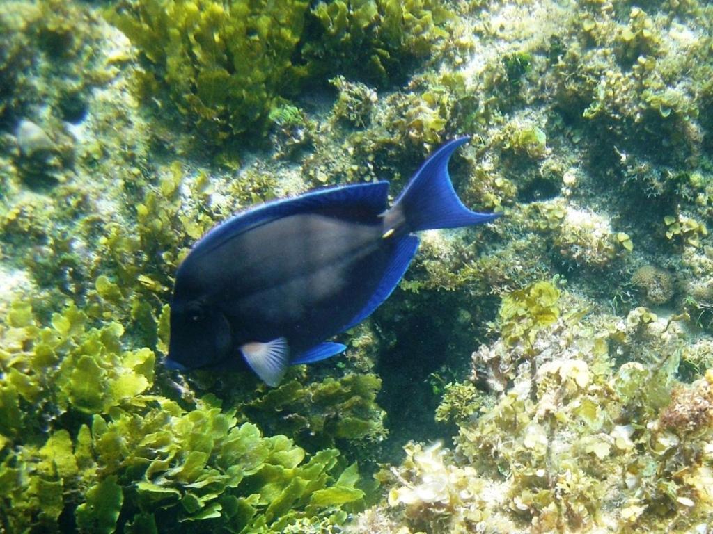 Savannah Sound Beside The Pointe Cottage מראה חיצוני תמונה